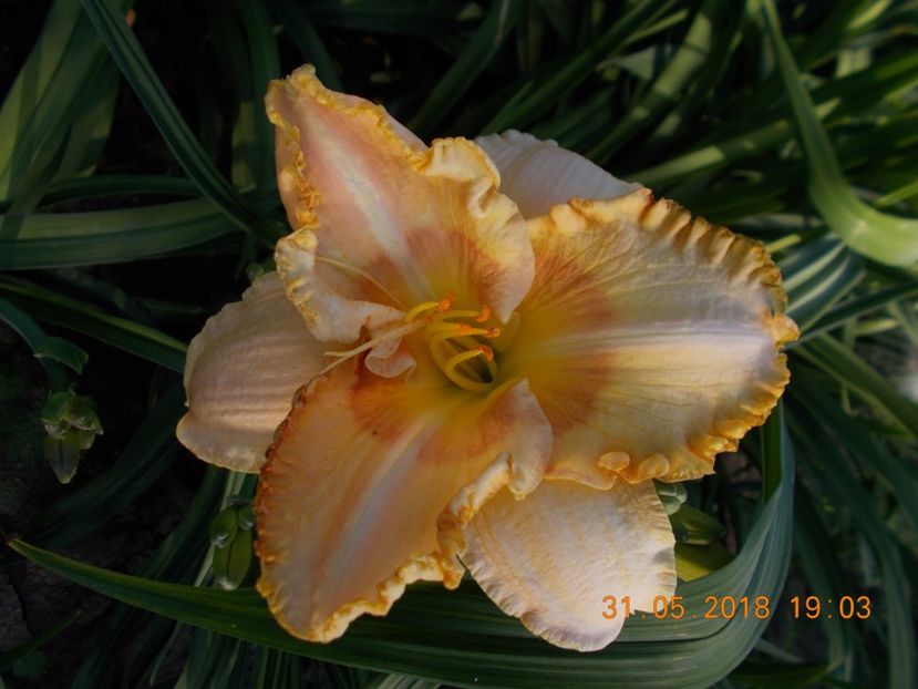  - Hemerocallis 2018