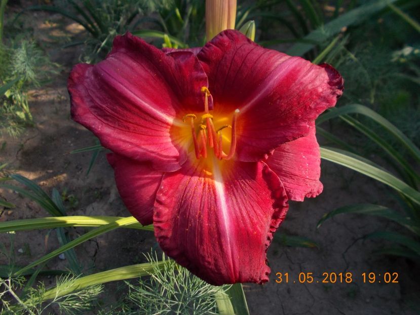 charles johnston-9,9 - Hemerocallis 2018