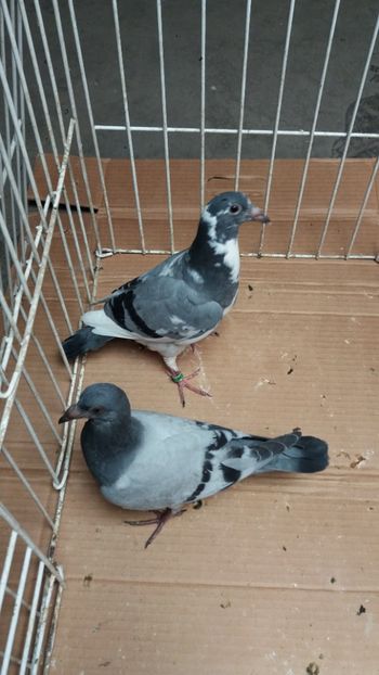 iun vanduti - De vanzare voiajori pui 2018