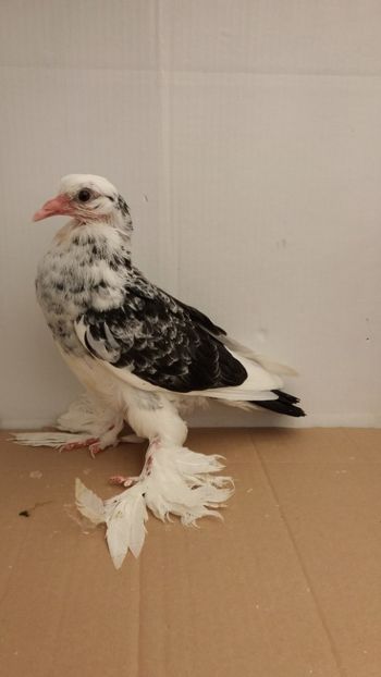 pui 2018 - Por tapalagosi