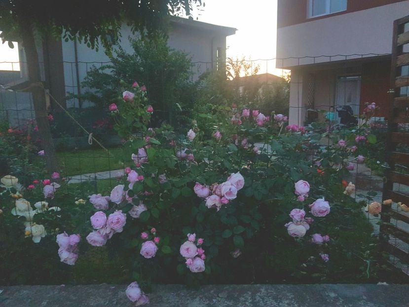 In pragul serii - Gradina mai 2018