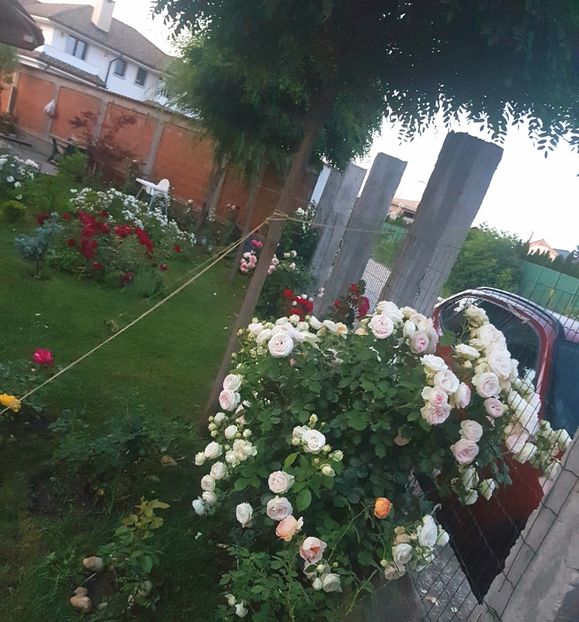 Eden, raiul pe pamant - Gradina mai 2018