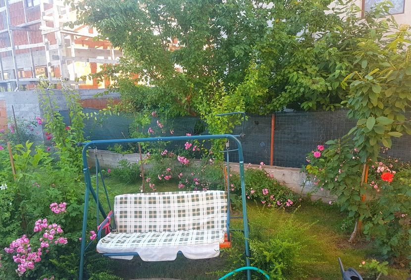 Infloreste pomponella si Fairy roz - Gradina mai 2018