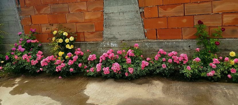  - Cum a evoluat gradina mea