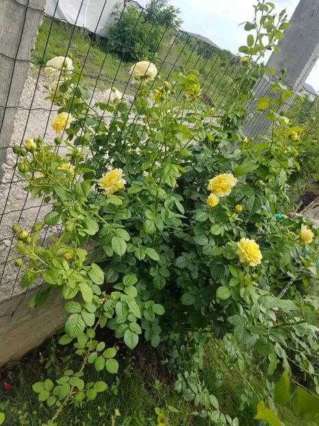  - Cyrano de Bergerac