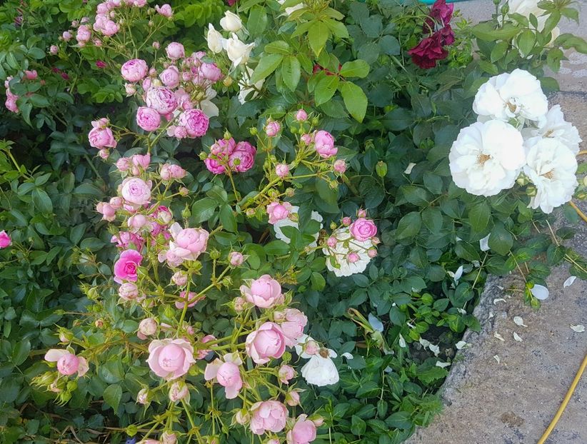  - Uetersener klosterrose- urcator