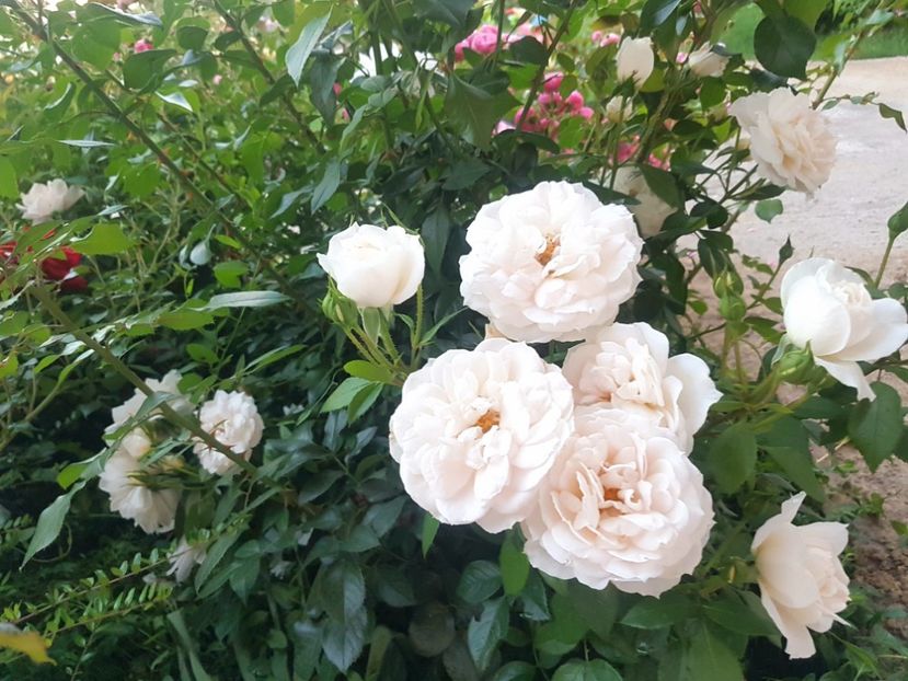  - Uetersener klosterrose- urcator