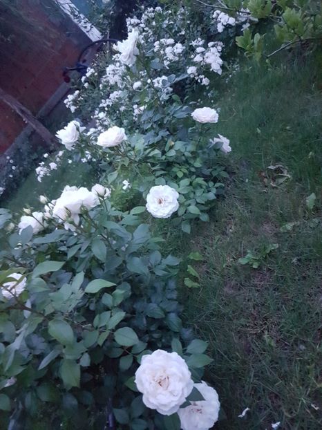  - Uetersener klosterrose- urcator