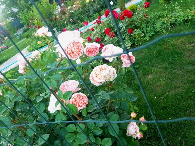 Inflorire 2018 - Abraham Darby