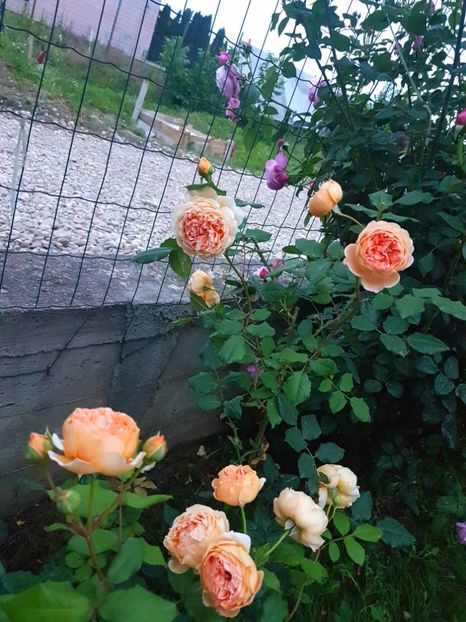 - Crown Princess Margareta