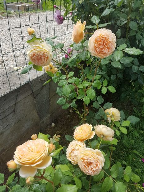  - Crown Princess Margareta