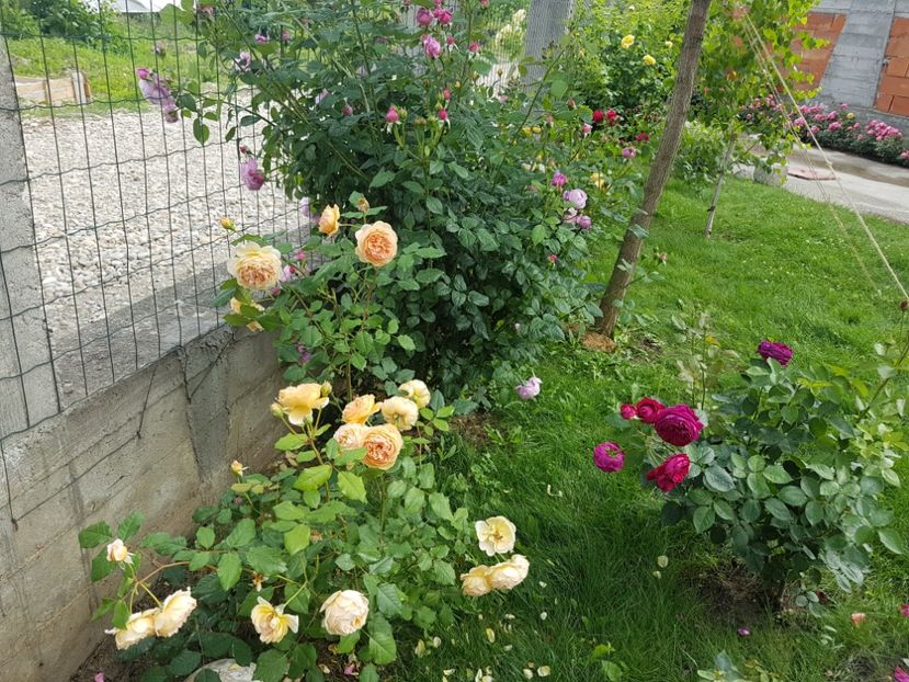  - Crown Princess Margareta