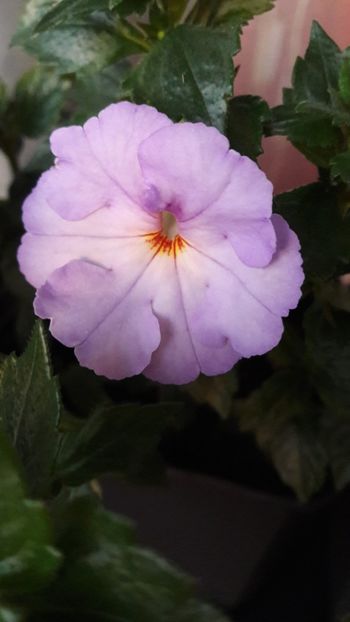 Cristalyn - 09 Achimenes 2018