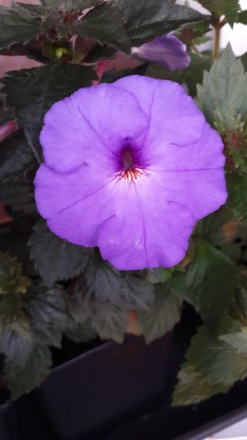 Odesa Blue - 09 Achimenes 2018