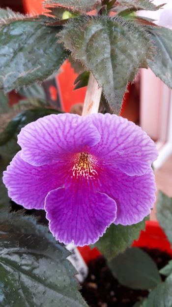 Charles Martel - 09 Achimenes 2018