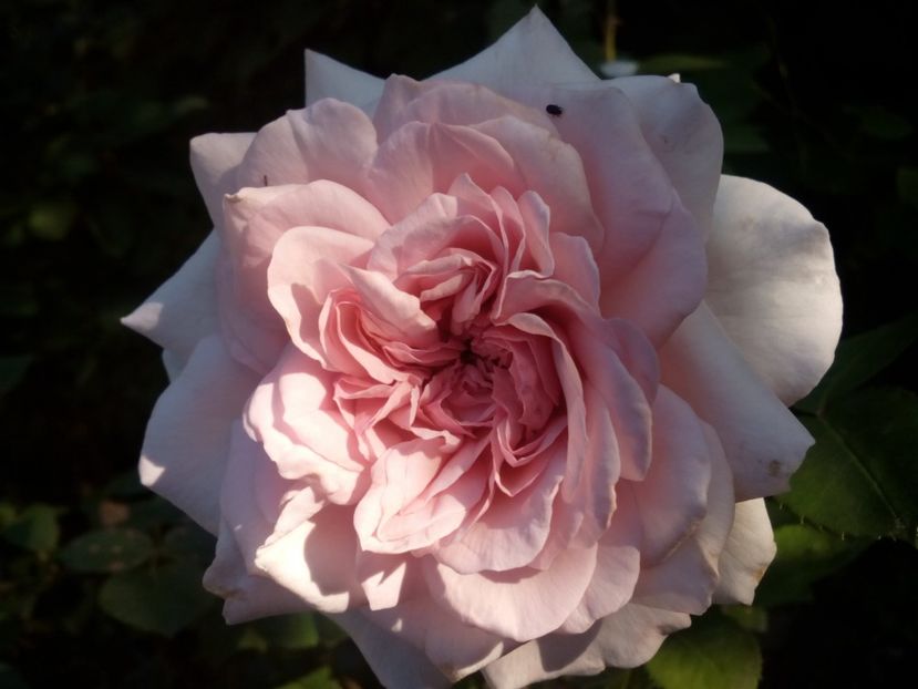  - Alexandra Princesse de Luxembourg urcător