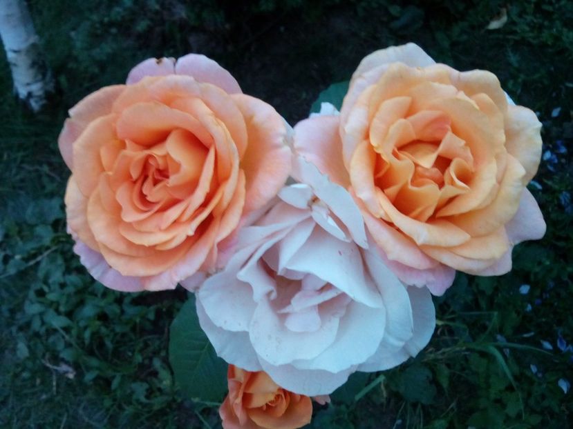  - Remy Martin- Cel mai frumos!