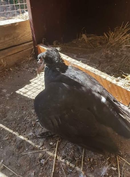 received_205825136895494 - Primii pui de tobosari germani pe 2018