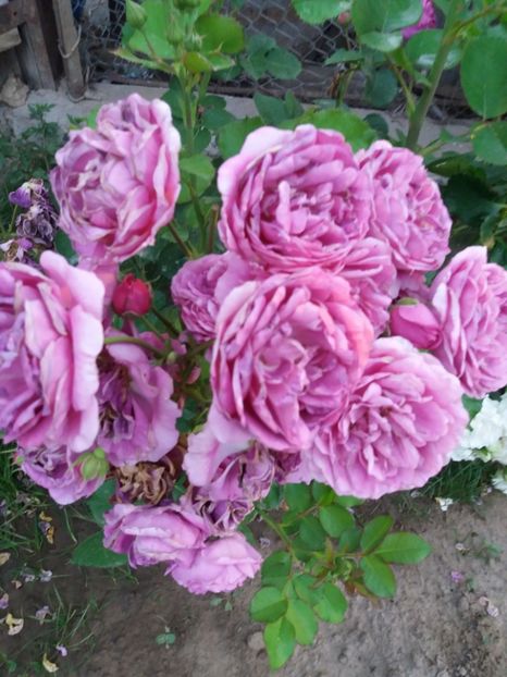 Minerva - EVOLUTIE TRANDAFIRI 2018