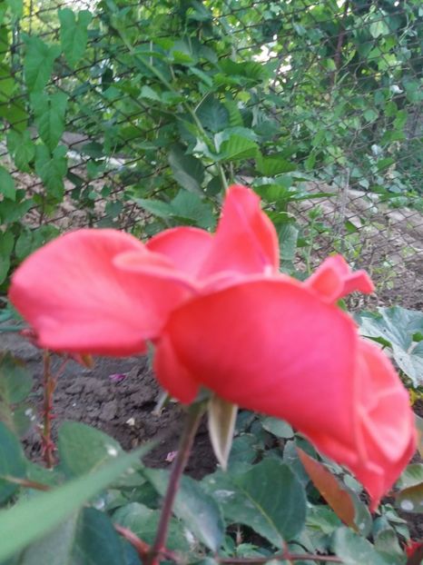  - EVOLUTIE TRANDAFIRI 2018