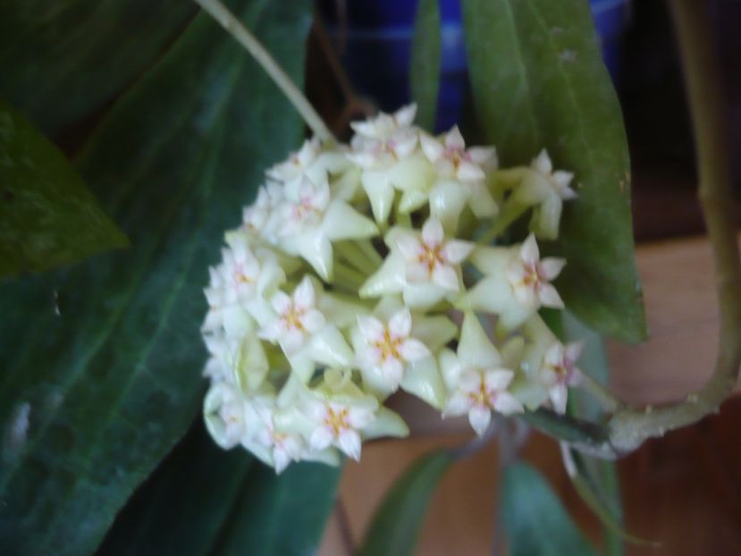 01.06.2018 - HOYA 2018-1