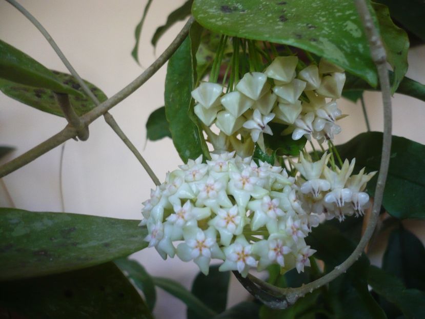 P1370621 - HOYA 2018-1