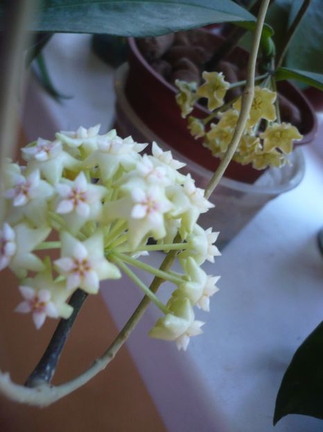 P1370623 - HOYA 2018-1