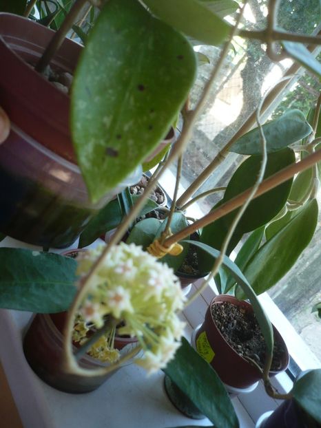 P1370624 - HOYA 2018-1