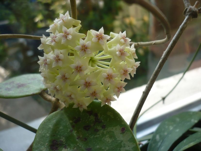 P1370625 - HOYA 2018-1