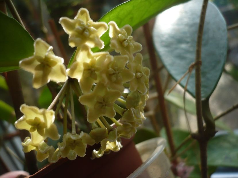 P1370626 - HOYA 2018-1