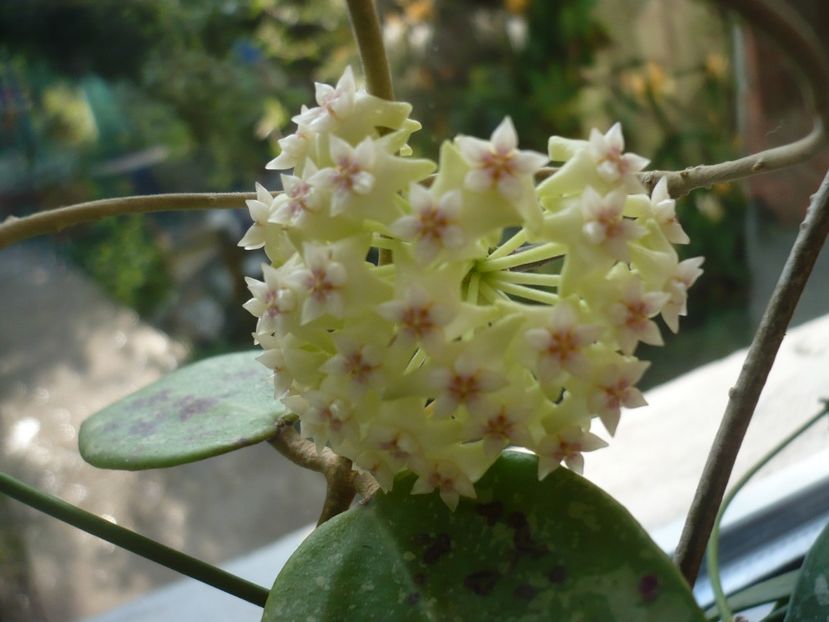 P1370627 - HOYA 2018-1