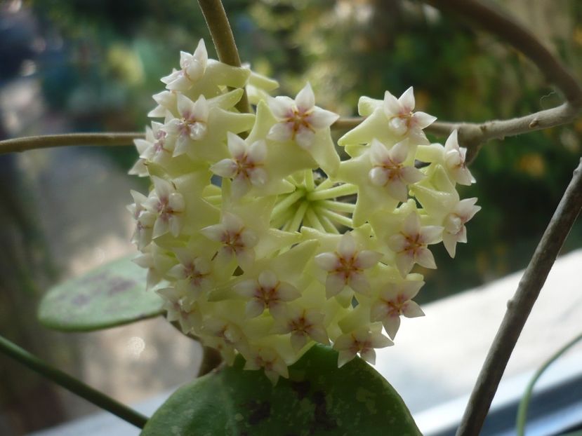 P1370628 - HOYA 2018-1