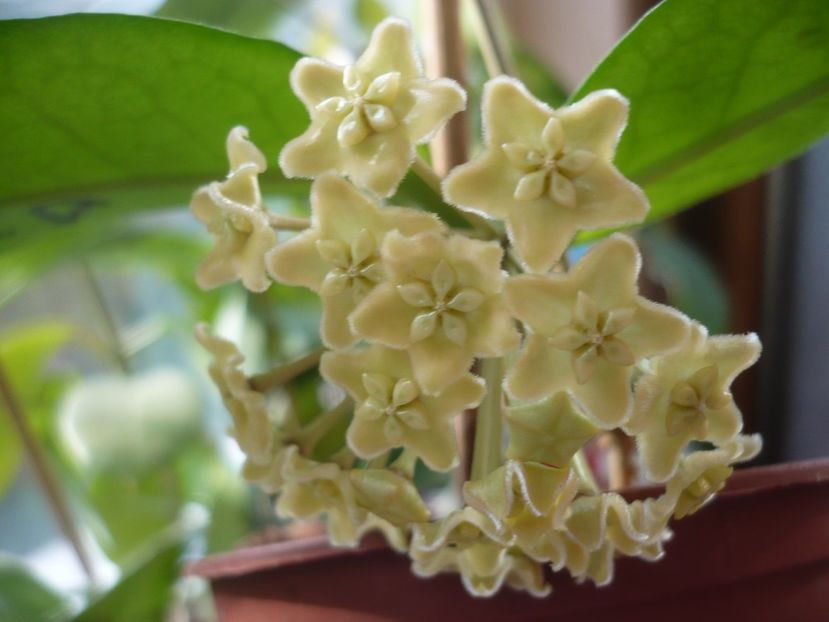 P1370630 - HOYA 2018-1