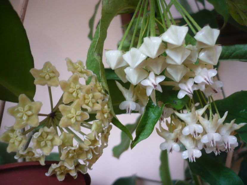 P1370631 - HOYA 2018-1