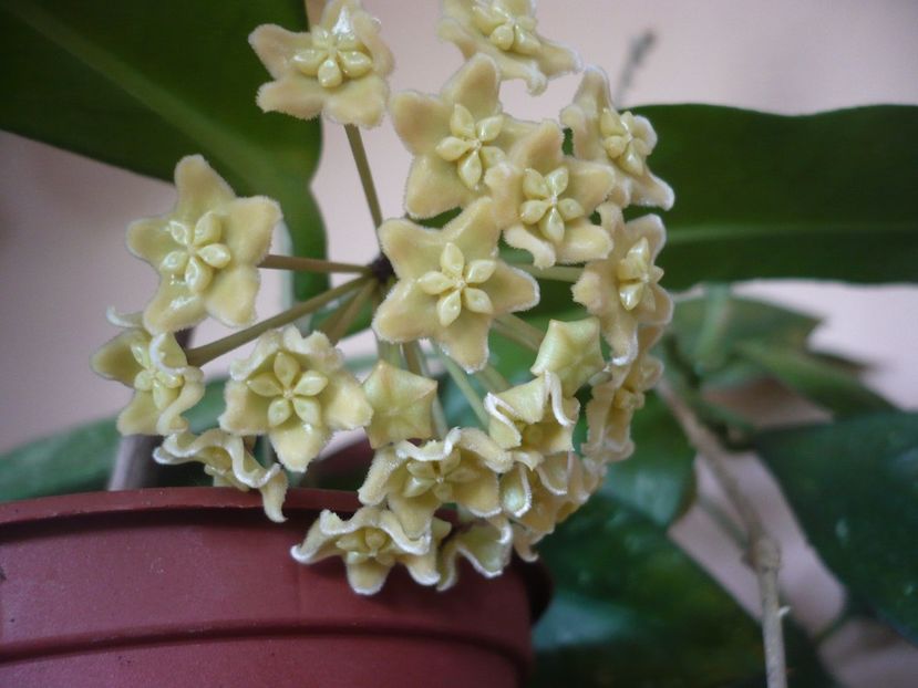 P1370634 - HOYA 2018-1