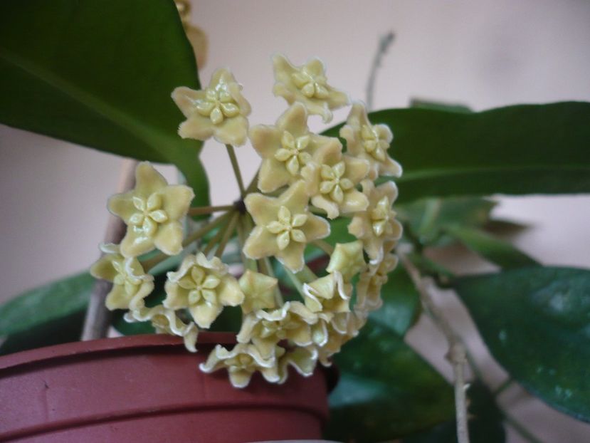 P1370635 - HOYA 2018-1