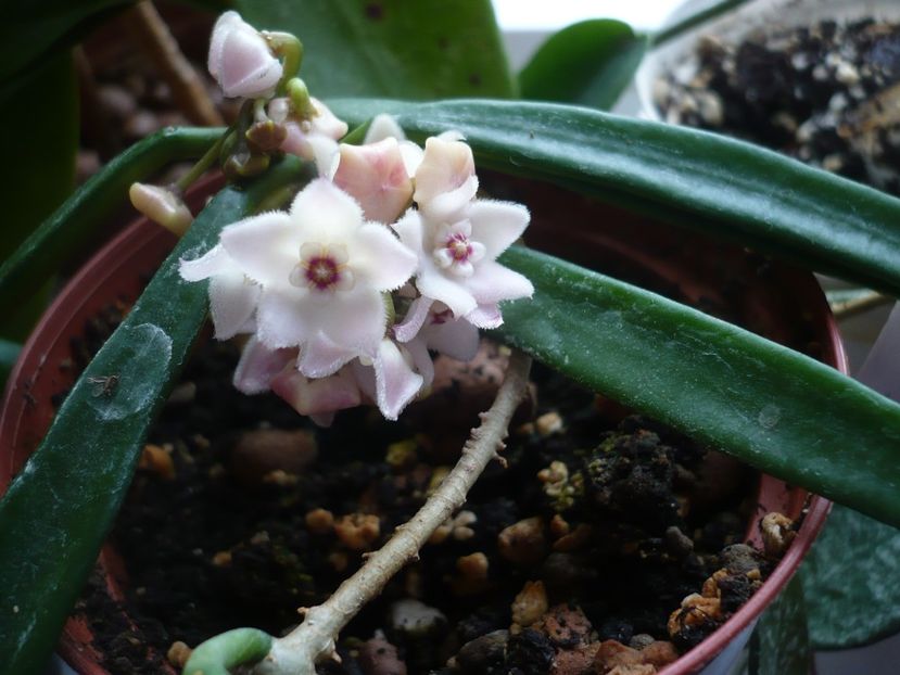 P1370637 - HOYA 2018-1