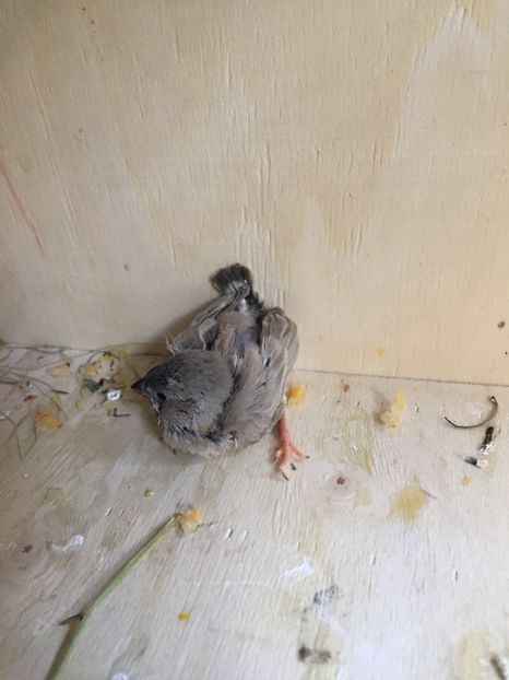 BA04D2E5-C128-460B-A084-BEC94BDD9744 - Ceva rezultate la voliera