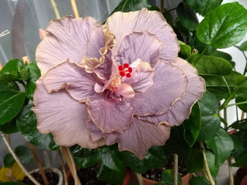 Stormy Days - 0Hibiscus in colectie infloriti