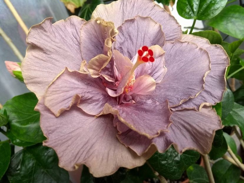 Stormy Days - 0Hibiscus in colectie infloriti