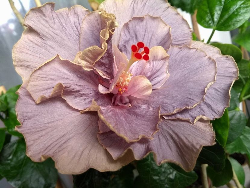 Stormy Days - 0Hibiscus in colectie infloriti