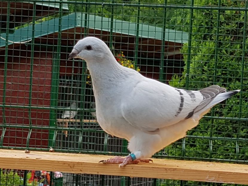 M-2018-4004 - 0-VRdF-2018