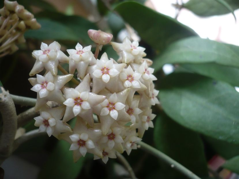 P1370638 - HOYA 2018-1