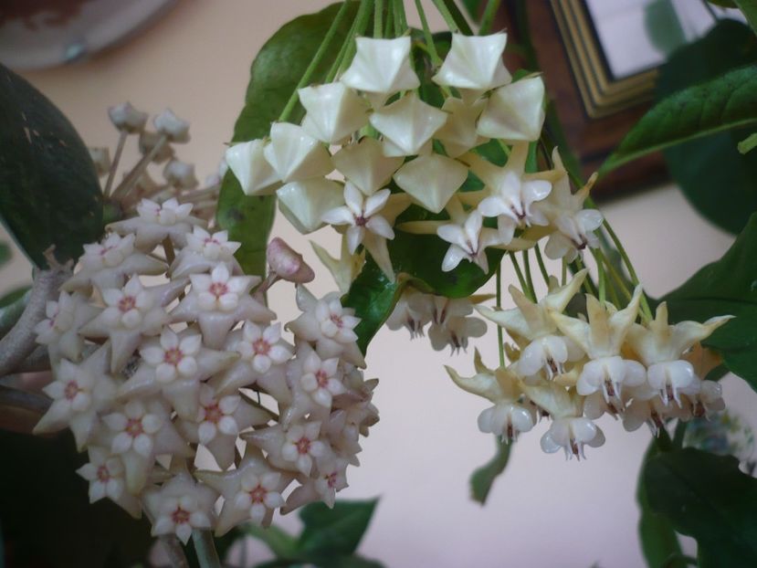 P1370641 - HOYA 2018-1