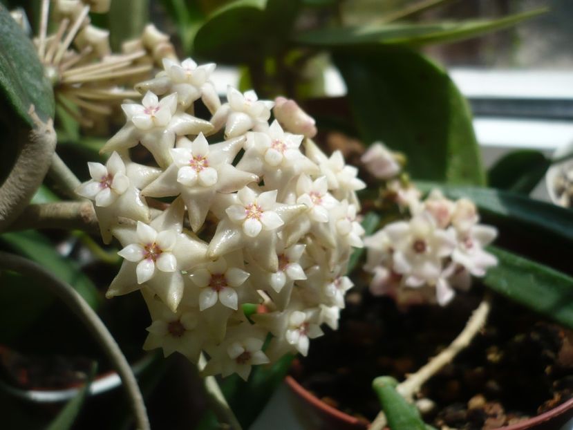 P1370643 - HOYA 2018-1