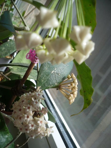 P1370645 - HOYA 2018-1