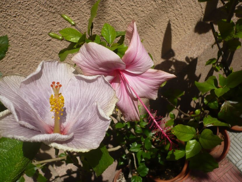 P1370651 - HIBISCUSI 2018-2