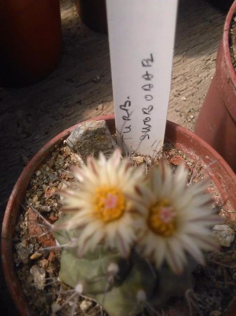 received_1786248001444873 - Cactusi infloriti 2018