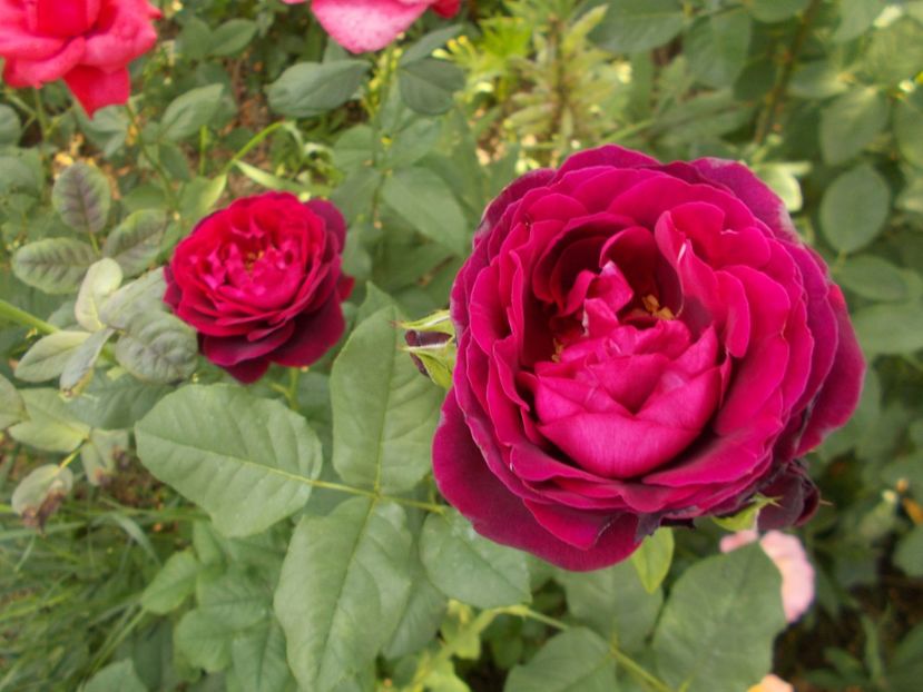  - Astrid Grafin von Hardenberg