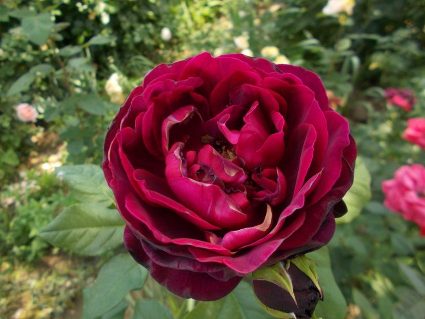  - Astrid Grafin von Hardenberg